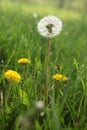 Morning landscape,ÃÂ White dandelion with green background, nature green backgound